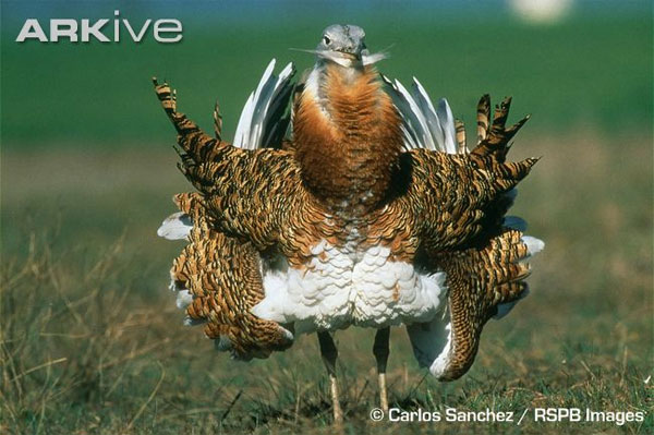 Подобно тому, как самец дрофы (на снимке) хвалится перед самками красивым оперением, мужчины демонстрируют девушкам свой интеллект, произнося много «умных» слов. Фото © Carlos Sanchez с сайта www.arkive.org