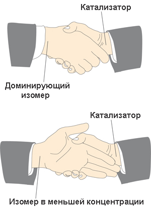 Принцип выборочного действия катализатора по отношению к оптическим изомерам похож на рукопожатие: катализатору «удобно» связываться только с одним из хиральных изомеров, поэтому и катализируется предпочтительно только одна из реакций. Кстати, термин «хиральный» произошел от греческого chéir — рука. Рис. с сайта nobelprize.org