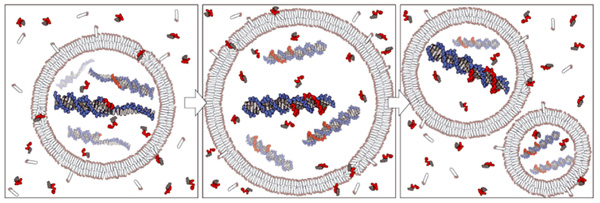 Гипотетическая простейшая протоклетка, питающаяся готовой органикой. Мембрана протоклетки растет за счет включения подходящих молекул из внешней среды. Делится протоклетка простым «разваливанием пополам» под действием внутренних или внешних физических сил. Основную «пищу» ее составляют активированные нуклеотиды. Они просачиваются сквозь мембрану и используются для самопроизвольного (неферментативного) размножения молекул нуклеиновых кислот (РНК, ДНК или каких-то их ранних модификаций). Рис. из обсуждаемой статьи в Nature