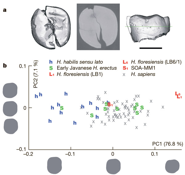 Моляр из Мата Менге