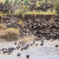 Массовые сезонные миграции гну