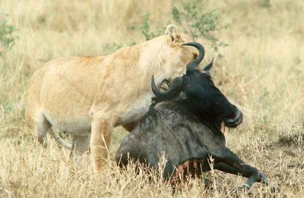 Хотя львы почти всегда живут группами (прайдами), охотятся они часто в одиночку. С большинством видов добычи лев вполне может справиться самостоятельно. Фото с сайта galenfrysinger.us