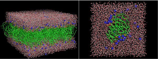 Рис. 2. Примеры полноатомных моделей липидного бислоя и мицеллы.