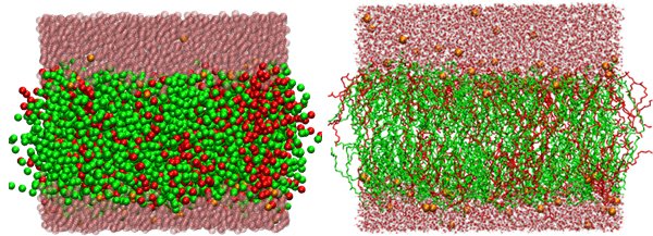 Рис. 3. Пример крупнозернистой модели липидного бислоя, образованного липидами палмитоилолеоилфосфатидилэтаноламином (ПОФЭ) и пальмитоилолеилфосфатидилглицерином (ПОФГ) и полноатомная модель того же бислоя.