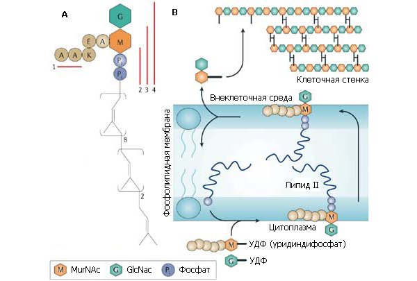 Рис. 4. Структура липида-II и схема синтеза бактериальной клеточной стенки
