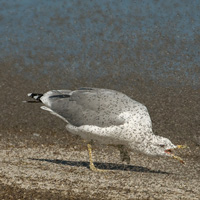 Чайки лакомятся солелюбивыми мухами Ephydra hians, роящимися у берегов озера Моно в Калифорнии