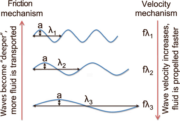 Рис. 4. Гипотеза двух разнонаправленных тенденций