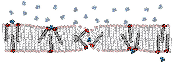 Схема прохождения полярных или слабозаряженных молекул сквозь двухслойную липидную мембрану. Молекула сначала прилипает к гидрофильным «головкам» липидов (выделены красным). Это приводит к изменению ориентации молекул липидов. При определенных условиях липиды могут «перекувырнуться» головками на другую сторону мембраны, увлекая за собой захваченную молекулу. Рис. из дополнительных материалов к обсуждаемой статье в Nature