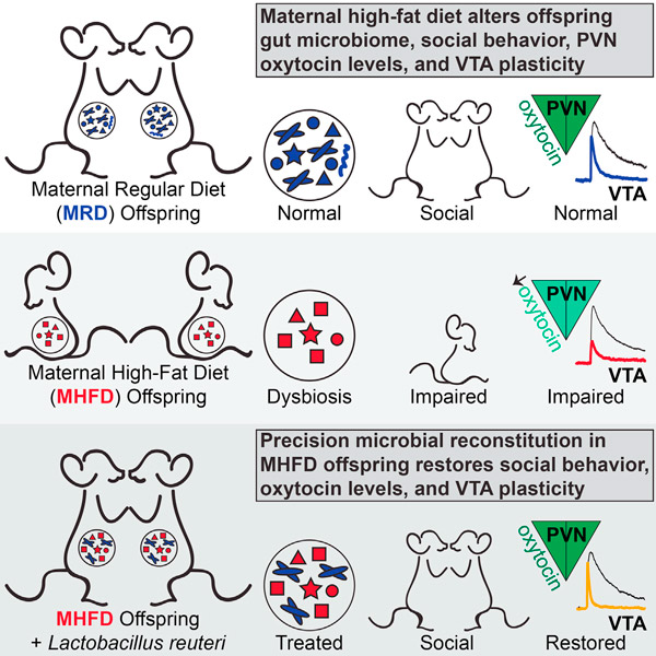 Рис. 1. Графическое резюме обсуждаемой статьи в Cell