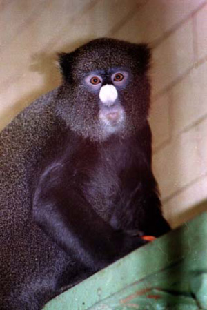 Большая белоносая мартышка Cercopithecus nictitans из Санкт-Петербургского зоопарка, возможно, тоже умеет говорить — было бы с кем (фото с сайта www.spbzoo.ru)