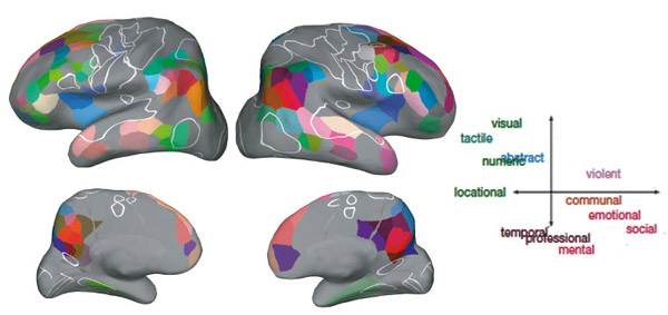 Усредненное расположение двенадцати семантических областей в коре мозга для семи испытуемых по данным фМРТ