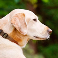 Новые исследования подтверждают, что собаки понимают и интонацию, и смысл человеческих слов