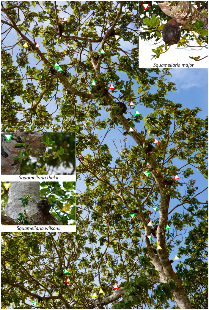 Рис. 1. Ветка дерева из рода Macaranga, несущая 28 эпифитных растений Squamellaria