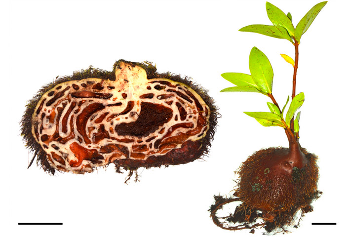 Рис. 3. Squamellaria jebbiana (один из фиджийских видов-генералистов)