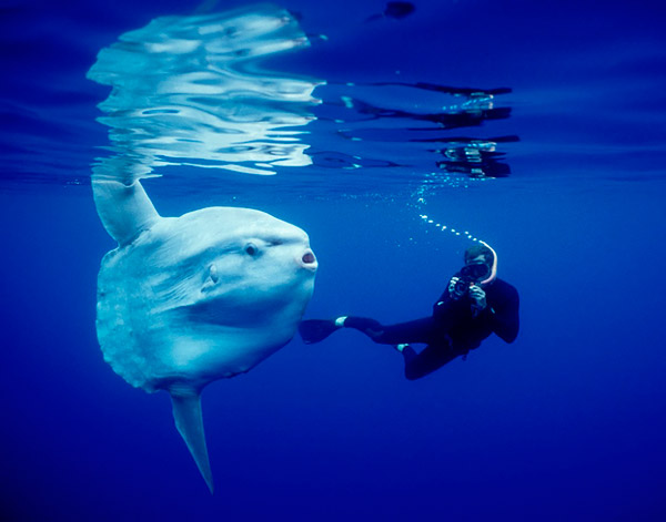 Рис. 1. Луна-рыба