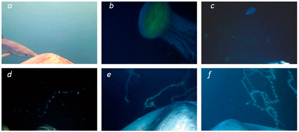 Рис. 3. Фотографии с фотокамер, закрепленных на луне-рыбе