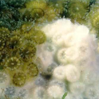 Частично побелевшая из-за утраты симбионтов колония Oculina patagonica (фото с сайта www.artificialreefs.org)