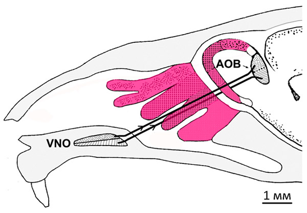 Рис. 2. Схема продольного разреза головы мыши в области носа