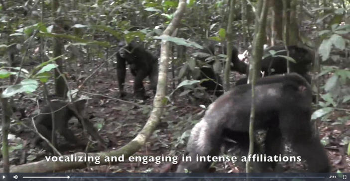 Рис. 1. Шимпанзе готовятся выступить в боевой рейд для охраны границ своей территории