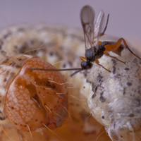 Осы С. kariyai заражают гусениц, чьи тела служат инкубаторами для развития личинок паразитоида