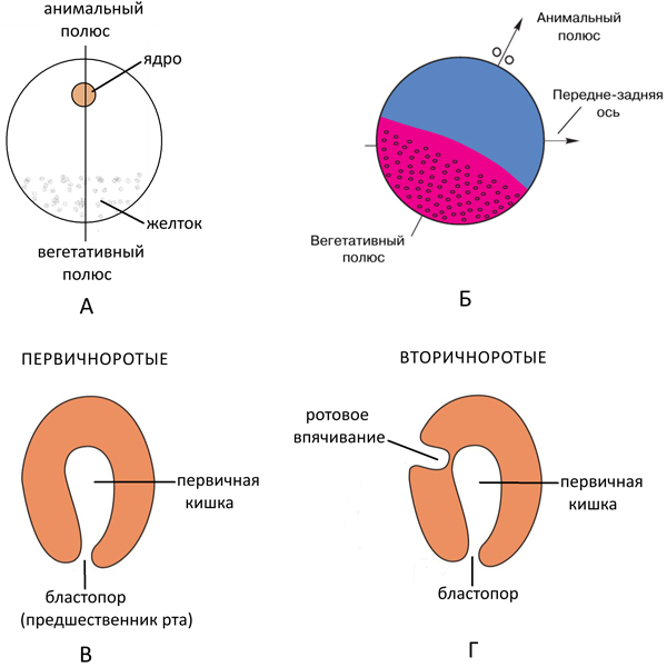 Рис. 4. Основы осевых соотношений