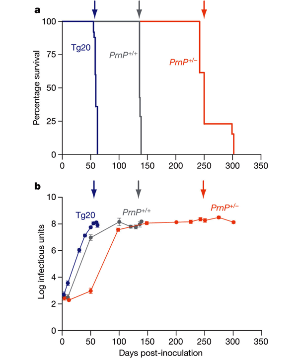 Рис. 1. a. Линии мышей с высоким уровнем PrPC умирают от прионной болезни быстрее, чем те, у кого уровень PrPC низок. b. После заражения уровень патогенных прионов у всех трех линий мышей резко возрастает, а затем достигает плато. Отличия между линиями только в том, сколько времени они проживают после того, как плато достигнуто. Изображение из обсуждаемой статьи в Nature