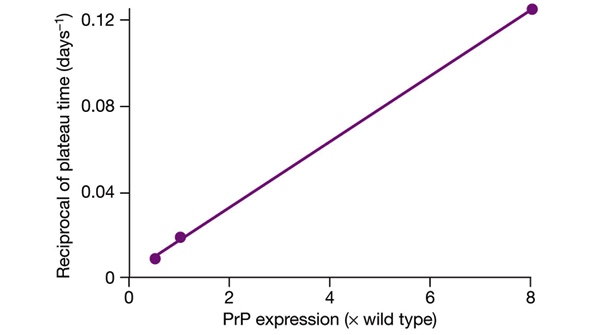 Рис. 2. Продолжительность жизни мыши после того, как уровень патогенных прионов в ее мозге достиг плато, обратно пропорциональна уровню в ее мозге PrPC. Изображение из обсуждаемой статьи в Nature