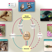 У самых разных представителей животного царства взаимоотношения с сородичами регулируются одними и теми же веществами — нейропептидами окситоцином, вазопрессином и их гомологами. Рис. из обсуждаемой статьи Donaldson & Young