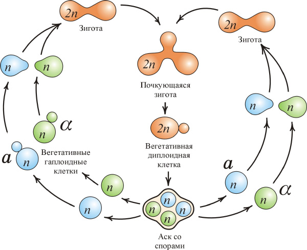 Жизненный цикл дрожжей Saccharomyces cerevisiae. 2n — клетки с двойным набором хромосом (диплоидные), n — с одинарным набором (гаплоидные). Рис. с сайта www.img.ras.ru