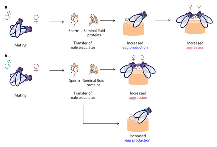 Два возможных механизма повышения женской агрессивности (Increased aggression) после спаривания (Mating)