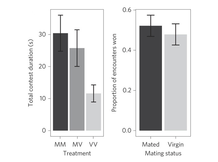 Рис. 2. Продолжительность агрессивных стычек в парах с разным составом