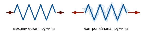 Сравнение пружины и белка титина