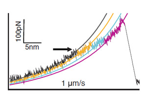 Профиль одного зубца при медленном растяжении