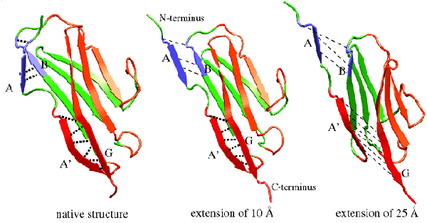 Три начальных этапа расплетания Ig-домена в титине