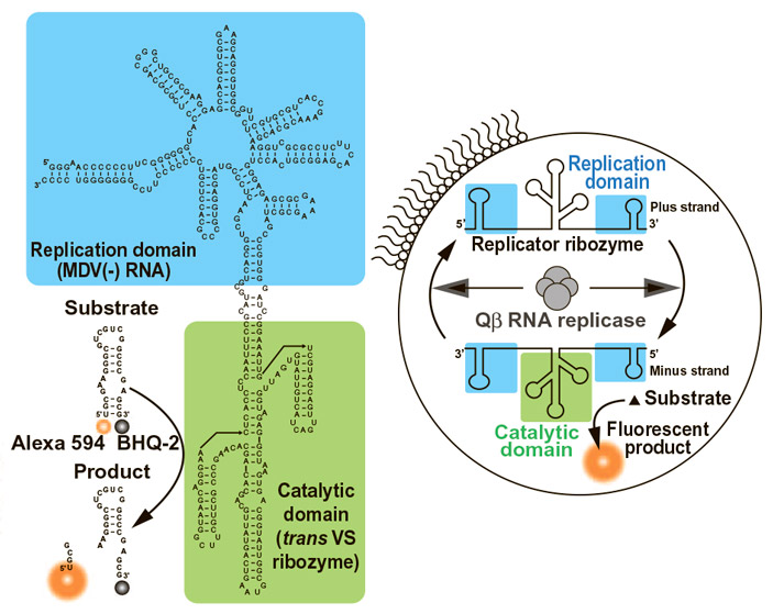 Схема размножения молекулы-репликатора ферментом Qβ-репликазой