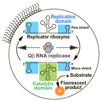 Схема размножения молекулы-репликатора ферментом Qβ-репликазой