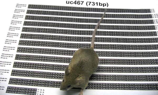 Самый длинный из ультраконсервативных участков в геномах человека, мыши и крысы — uc467 (длина — 731 пара оснований) и трансгенная мышь, у которой этот участок был удален. Рис. из синопсиса к обсуждаемой статье в PLoS Biology