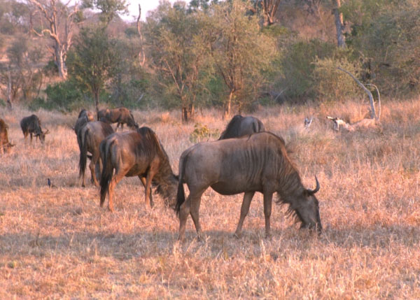 Антилопы гну, как и все остальные жертвы львов, предпочитают держаться группами. Это снижает вероятность встречи льва с потенциальной добычей. Фото с сайта www.wildabouttheworld.com