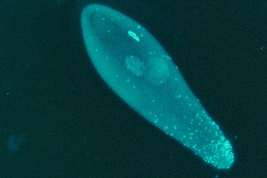 Яйцо осы Trichogramma kaykai с множеством бактерий Wolbachia (ярко окрашенные точки). Вольбахии концентрируются в удлиненном кончике яйца, из которого впоследствии разовьются органы размножения осы. Бактерии попадут в репродуктивные органы, затем — в яйцеклетки, обеспечив себе гарантированный переход в следующее поколение насекомых-хозяев. Фото с сайта www.nsf.gov