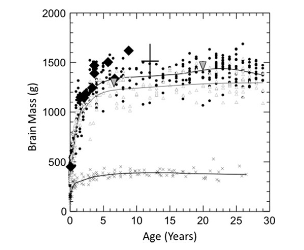 Масса мозга неандертальцев и архаичных сапиенсов из Херто на фоне данных по современным людям и шимпанзе