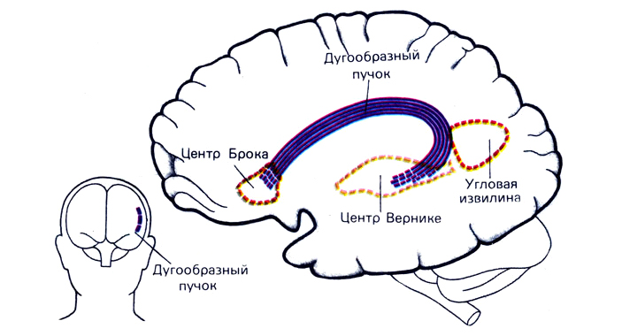Область Вернике