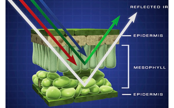 Рис. 4. Зеленый лист эффективно отводит тепло