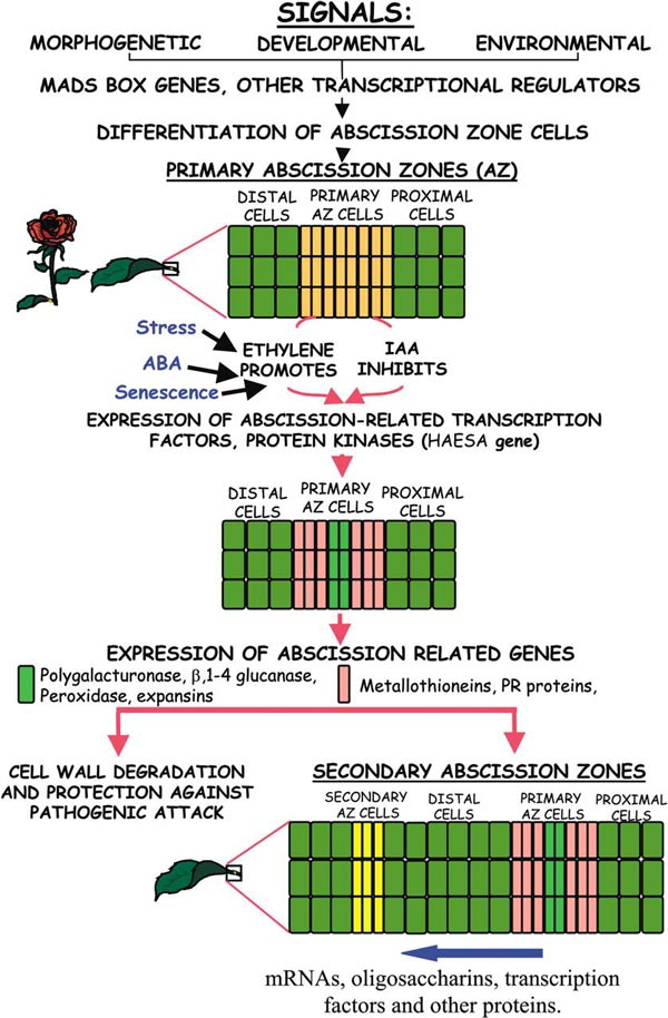 Рис. 3. Молекулярные механизмы, по которым происходит опадание листьев и плодов