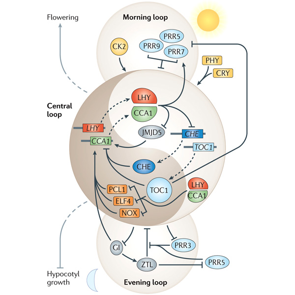 Рис. 4. «Часы» растений на примере излюбленной модели физиологов растений резуховидки Таля (Arabidopsis thaliana)