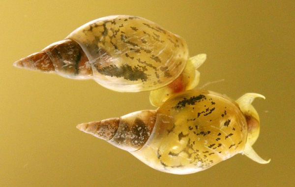 Рис. 1. Улитки прудовики (Lymnaea stagnalis) с правозакрученной (вверху) и левозакрученной раковиной