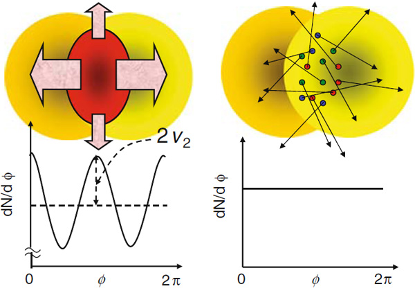 Рис. 3. Слева: эллиптический поток приводит к тому, что частицы предпочитают вылетать вдоль какого-то направления в поперечной плоскости, а в перпендикулярном направлении количество частиц меньше. Возникает зависимость количества частиц от угла, отмеряемого от плоскости реакции. Справа: если бы кварк-глюонная плазма не образовывалась, а частицы разлетались бы независимо, никакой зависимости от угла не было бы. Изображение из обзора «Hydrodynamics and flow» из сборника статей по свойства кварк-глюонной плазмы