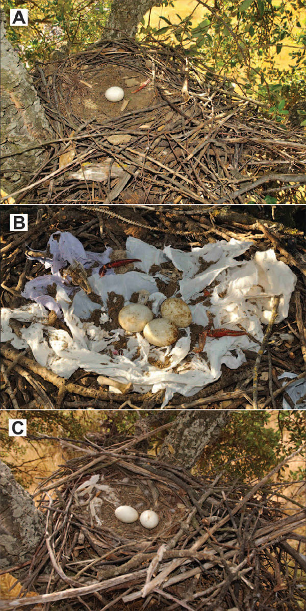 Молодые коршуны почти не украшают свои гнезда (А), птицы в расцвете сил (10–12 лет) занимаются украшательством наиболее активно (B), к старости число украшений снова снижается (C). Фото из обсуждаемой статьи в Science