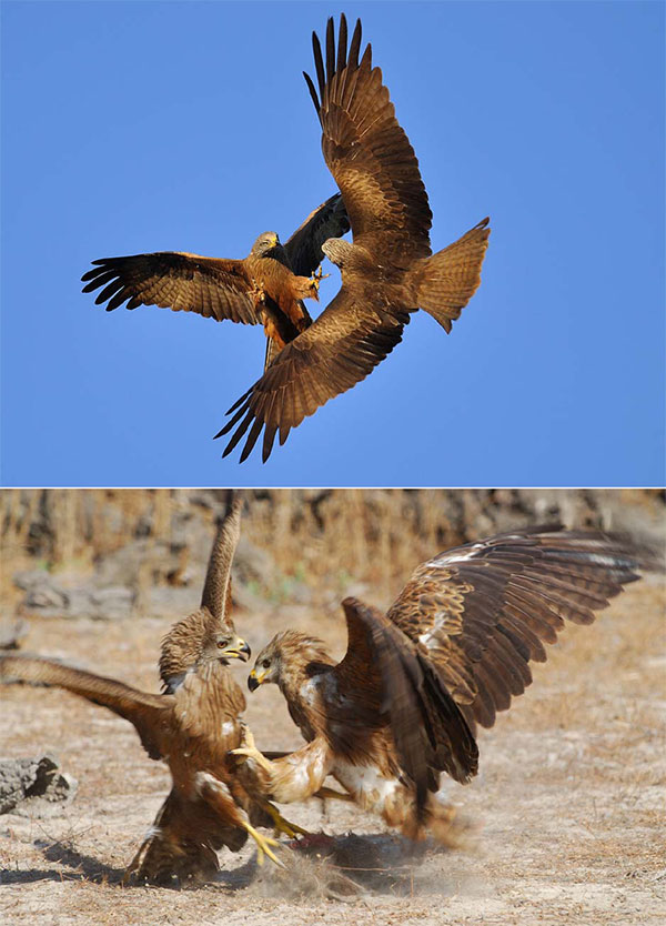 Два эпизода драки коршунов за территорию. Фото из дополнительных материалов к обсуждаемой статье в Science