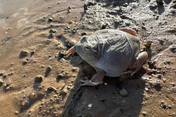 Лягушка готовится к спячке