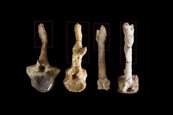 Позвонки гадрозавров
